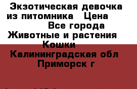 Экзотическая девочка из питомника › Цена ­ 25 000 - Все города Животные и растения » Кошки   . Калининградская обл.,Приморск г.